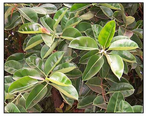 Balete / Rubber Tree / Ficus stipulosa: Philippine .